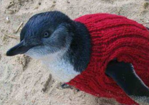 Karinya’s knitters’ warm hearts and penguins
